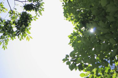 Parkta yeşil yapraklı ağaçlar, alt manzara 