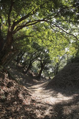 Parkta yolu olan doğal manzaralı güzel bir manzara.           