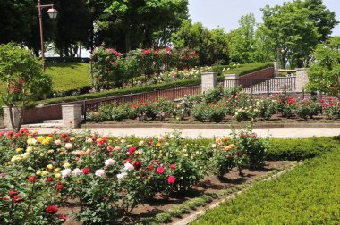 Bahçedeki güzel çiçekler