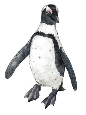 Penguen Görüntüsü Beyaz Arkaplanda İzole Edildi