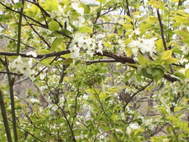 Bahçede beyaz çiçekler, yakın plan