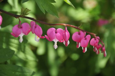 Çayırda yaz çiçekleri, gündüz manzarası 
