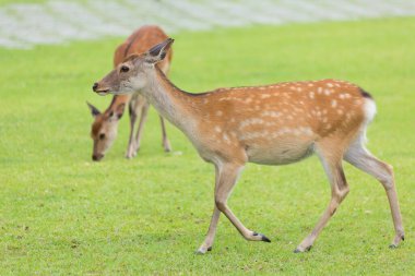 Parktaki yeşil çimenlikteki güzel geyik    