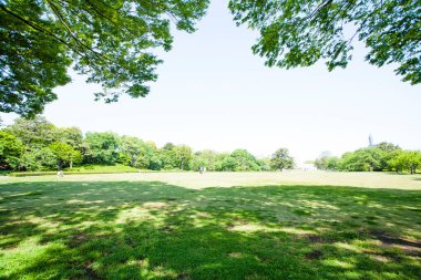 Park yeşil çim