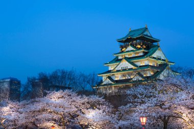 Kiraz çiçekli Osaka kalesi, Osaka, Japonya