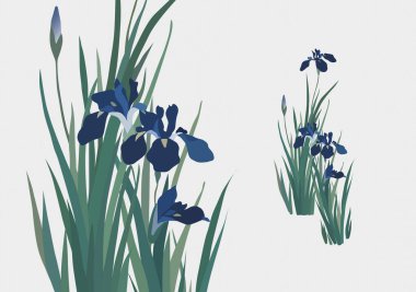Beyaz arkaplanda güzel Iris çiçekleri çizimi