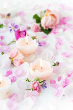 Kaplıca çiçekli sakin hayat, yakın - yakın -