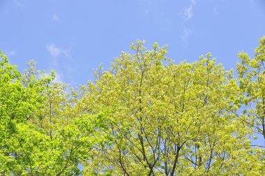 Mavi gökyüzünde yeşil ağaçlar 