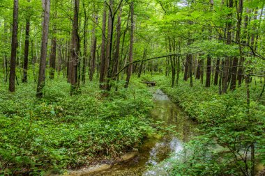 İlkbahar mevsiminde ormanın güzel manzarası 