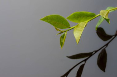yeşil yapraklar, bitkiler ve yapraklar