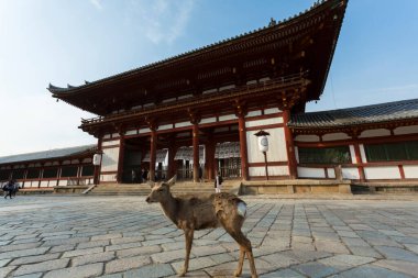 Japonya, Nara 'da tapınağın yakınında sevimli bir geyik.