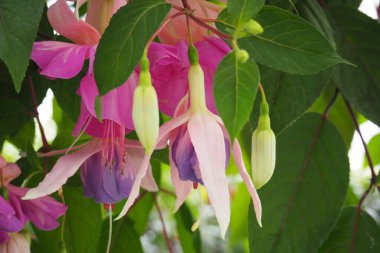 Bahçedeki güzel çiçekler