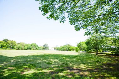 Parktaki yeşil çimenler ve ağaçlar mavi gökyüzü arkaplanlı.