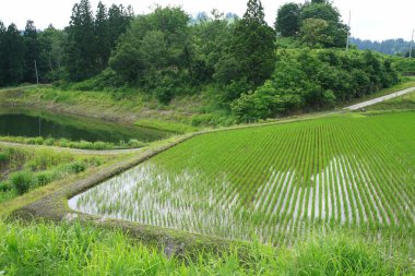 Dağlarda yeşil pirinç tarlaları