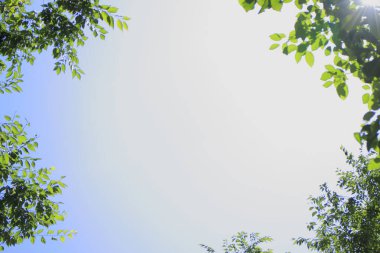 Parkta yeşil yapraklı ağaçlar, alt manzara 