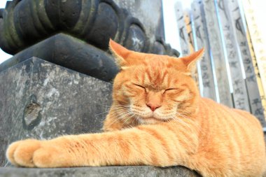 Güzel bir kırmızı kedi portresi. Yakından bak.