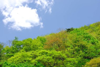 Ormanda yeşil ağaçlar 