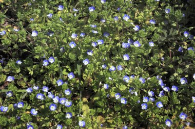 Parkta mavi çiçekler.