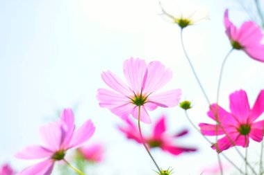 Bahçedeki güzel kozmos çiçeklerinin yakın plan görüntüsü            