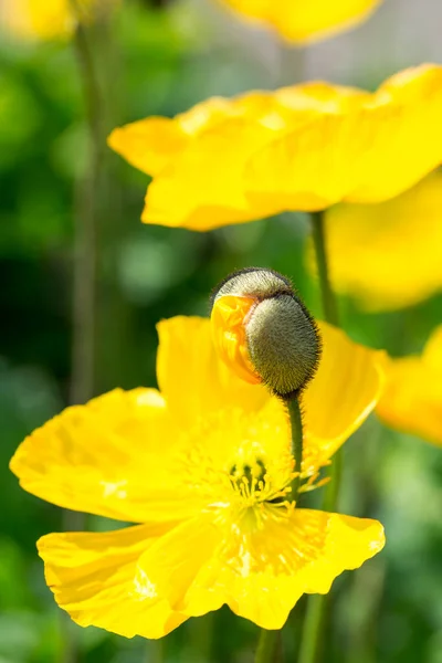 Vackra Gula Blommor Trädgården — Stockfoto