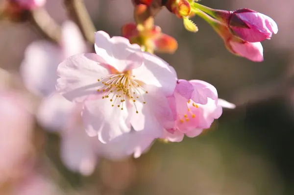 Όμορφα Ροζ Λουλούδια Ένα Δέντρο — Φωτογραφία Αρχείου