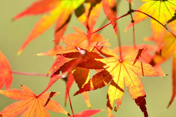 秋の季節に残る赤いメープル — ストック写真