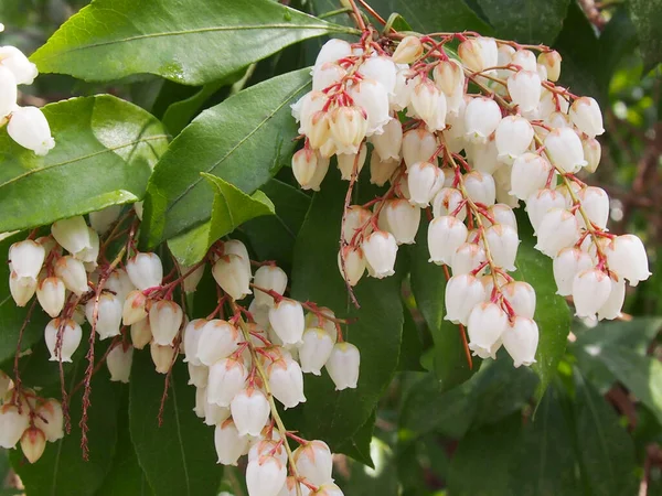 Branches Avec Des Fleurs Pieris Japonica Androméda Japonais Pieris Japonais — Photo