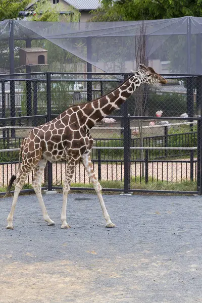 Una Giraffa Che Cammina Nello Zoo — Foto Stock