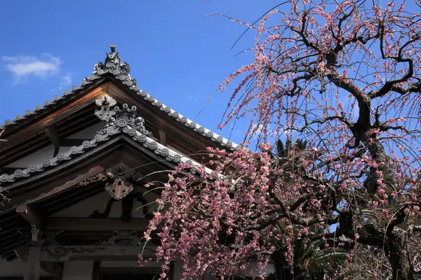 Kiraz çiçekli Osaka kalesi. Japon baharı güzel manzara, Osaka, Japonya