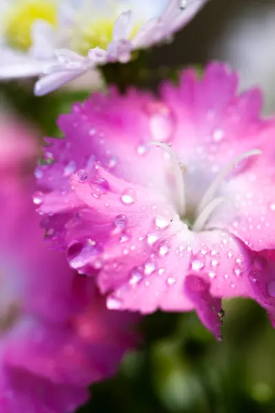 Розовые Цветы Каплями Крупным Планом — стоковое фото