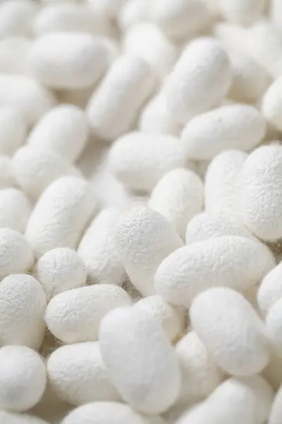 White Silkworm Cocoons Shell — Stock Photo, Image