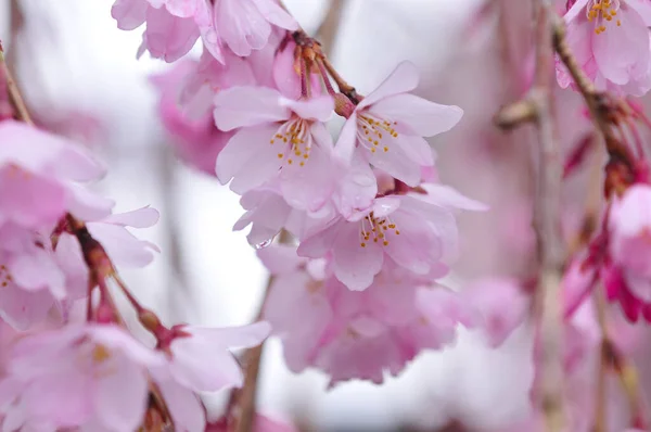 Όμορφα Ροζ Λουλούδια Sakura Πάνω Στο Δέντρο — Φωτογραφία Αρχείου