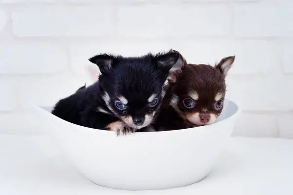 Deux Chihuahua Chiots Dans Bol Blanc — Photo