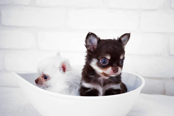 Κουτάβια Chihuahua Λευκό Μπολ — Φωτογραφία Αρχείου