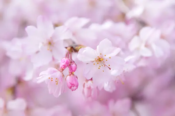 Fleur Cerisier Arbre Sakura Printemps — Photo