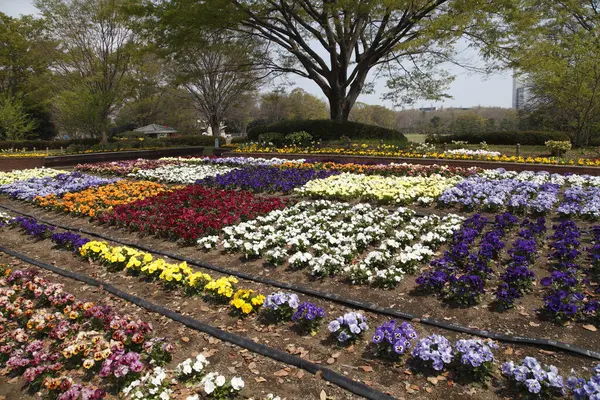 Květinový Záhon Barevnými Květy Zahradě — Stock fotografie