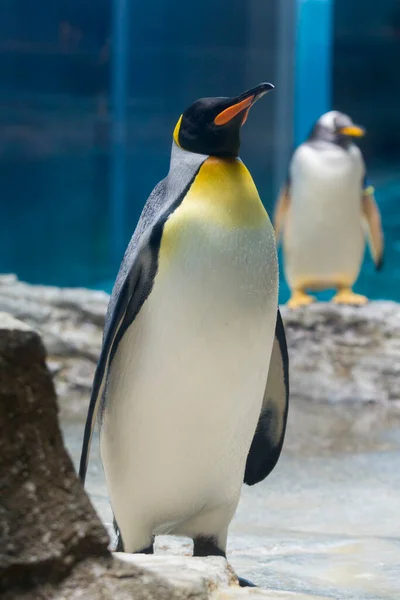Nahaufnahme Eines Niedlichen Pinguins Zoo — Stockfoto