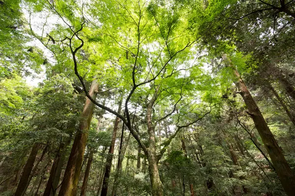 グリーンフォレストツリー 自然と植物 — ストック写真