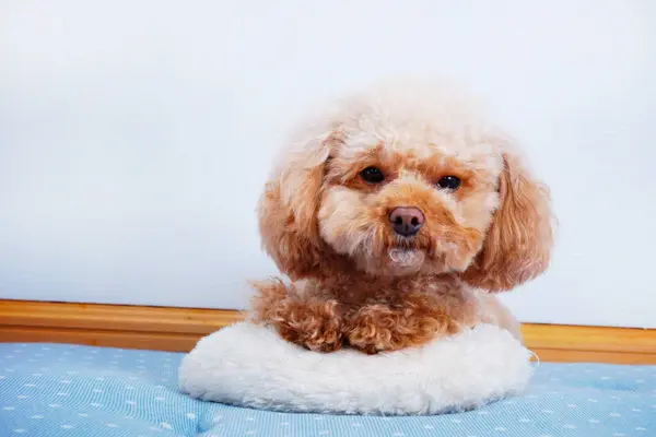 Portrait Cute Dog Closeup Little Puppy — Stock Photo, Image