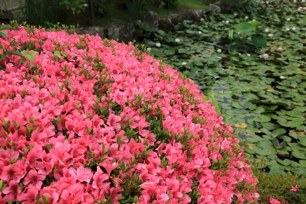 Růžová Lilie Květiny Zeleném Pozadí — Stock fotografie