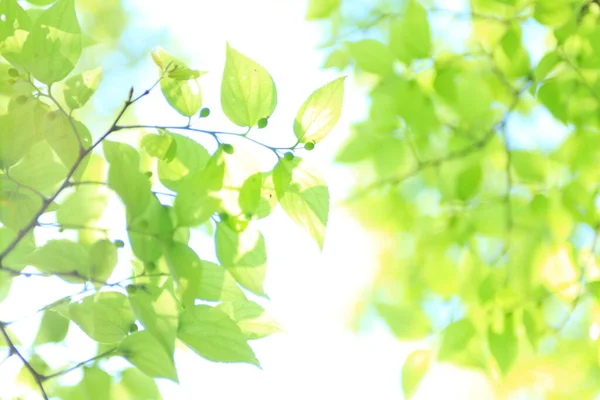 晴れた夏の公園の背景にある美しい緑の葉 — ストック写真