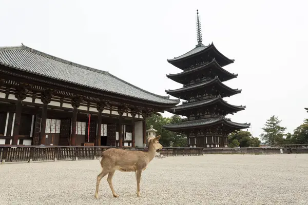 Japonya Nara Daki Kofukuji Tapınağı Ndaki Tahta Kule — Stok fotoğraf