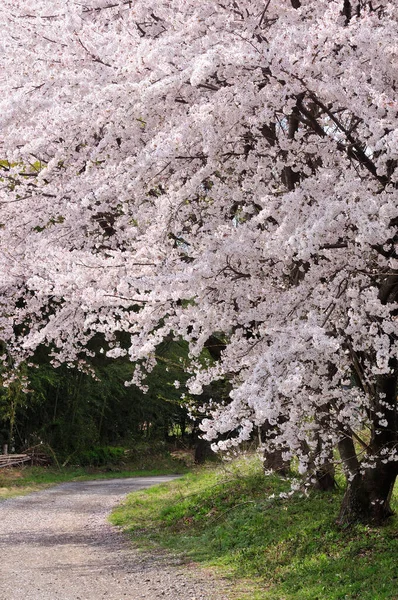 Piękne Różowe Kwiaty Sakura Ogrodzie — Zdjęcie stockowe