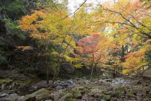 Όμορφο Φθινόπωρο Στο Δάσος Πολύχρωμα Φύλλα Πτώση — Φωτογραφία Αρχείου