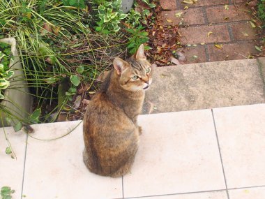 Şirin evcil kedinin yakın çekimi