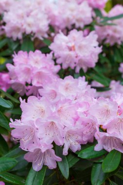 Bahçedeki güzel pembe çiçeklerin yakın çekim görüntüsü            