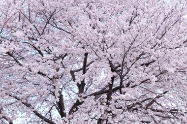 Japonya 'da kiraz çiçekleri, Tokyo