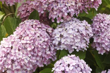 Güzel ortanca çiçekleri yazın çiçek açar..