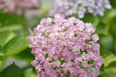 Güzel ortanca çiçekleri yazın çiçek açar..