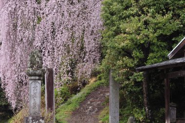 Kutsal Buda 'nın tapınağı. Dünyanın en ünlü simgesinin olduğu şehirde.